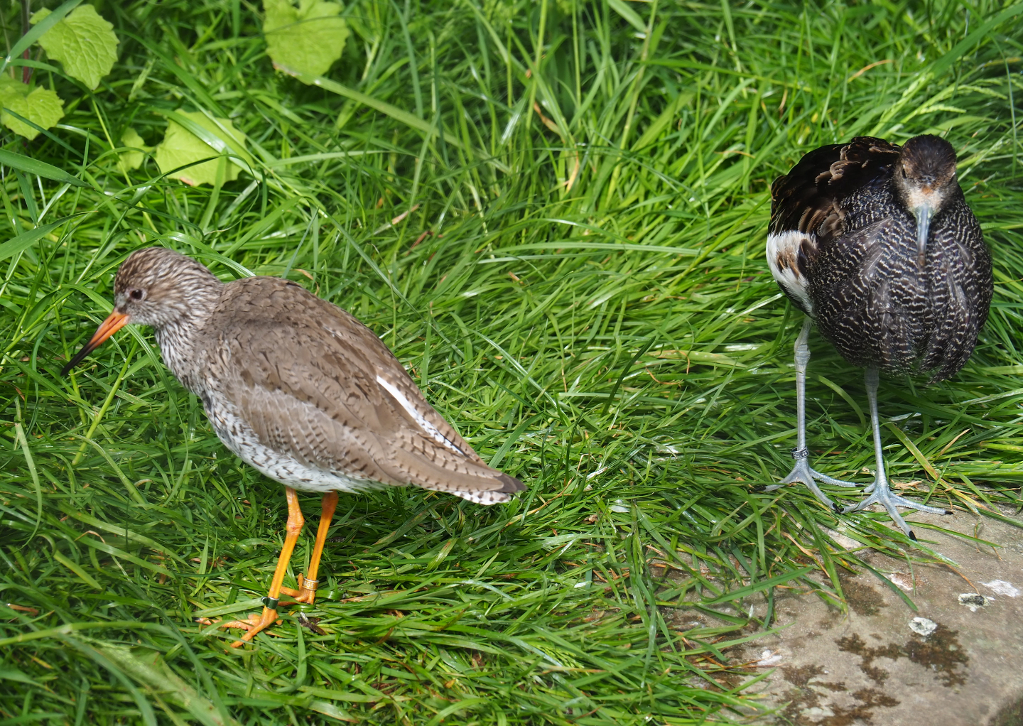 Common redshank (Tringa totanus) and Ruff (Calidris pugnax), 2020-05-24