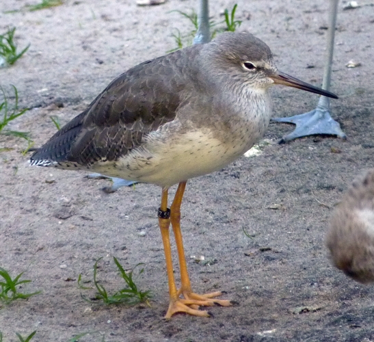 Common redshank (Tringa totanus)