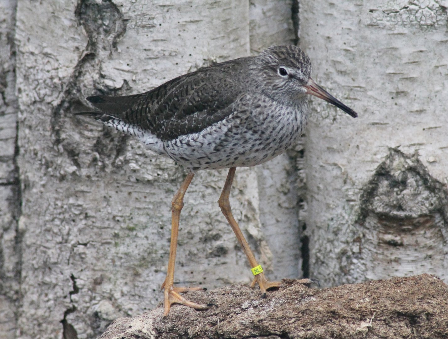 Common redshank (Tringa totanus)