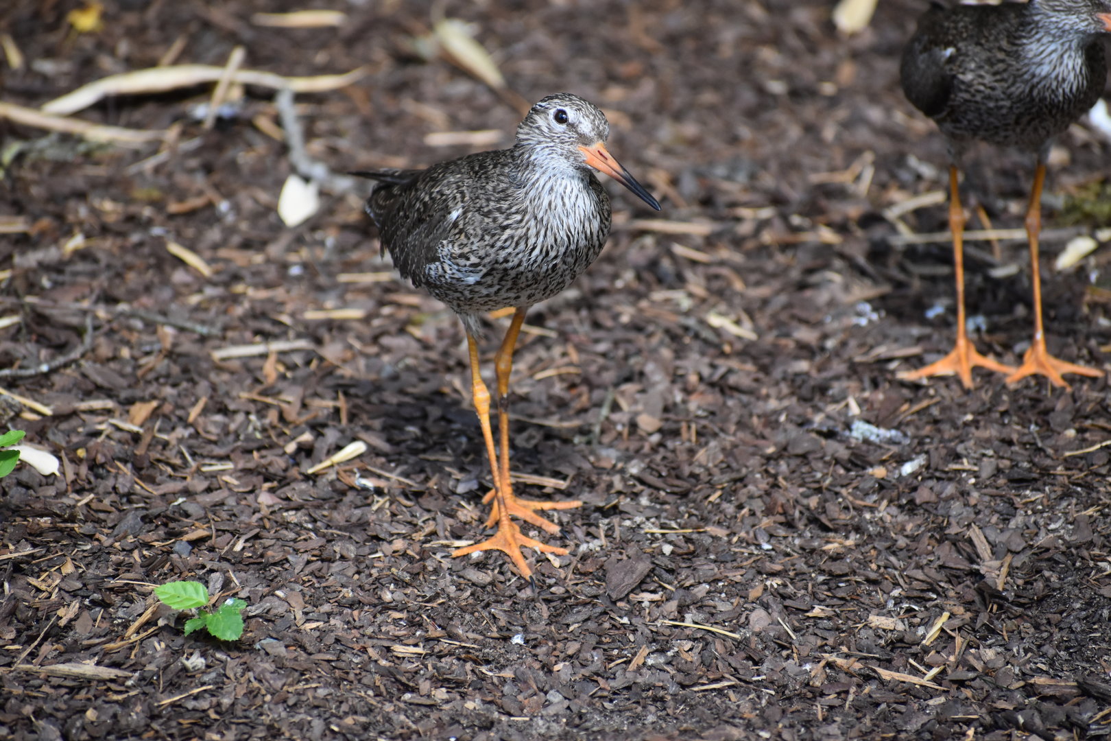 Common Redshank - Tringa totanus