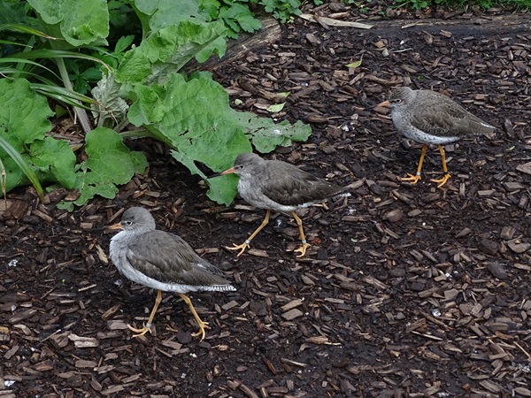 Common redshank (Tringa totanus)