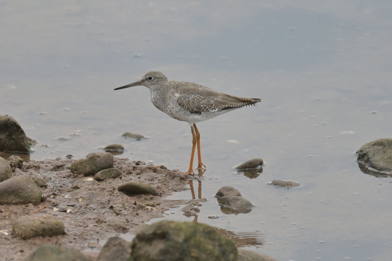 Common Redshank Tringa totanus