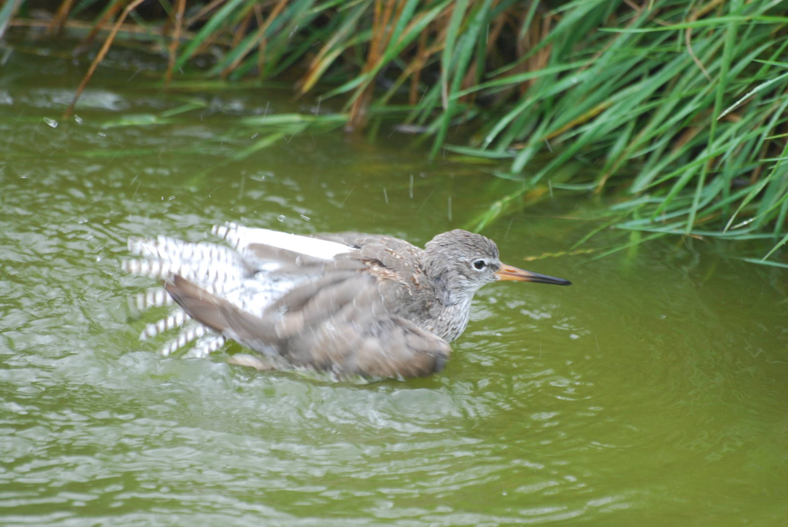 Common redshank
