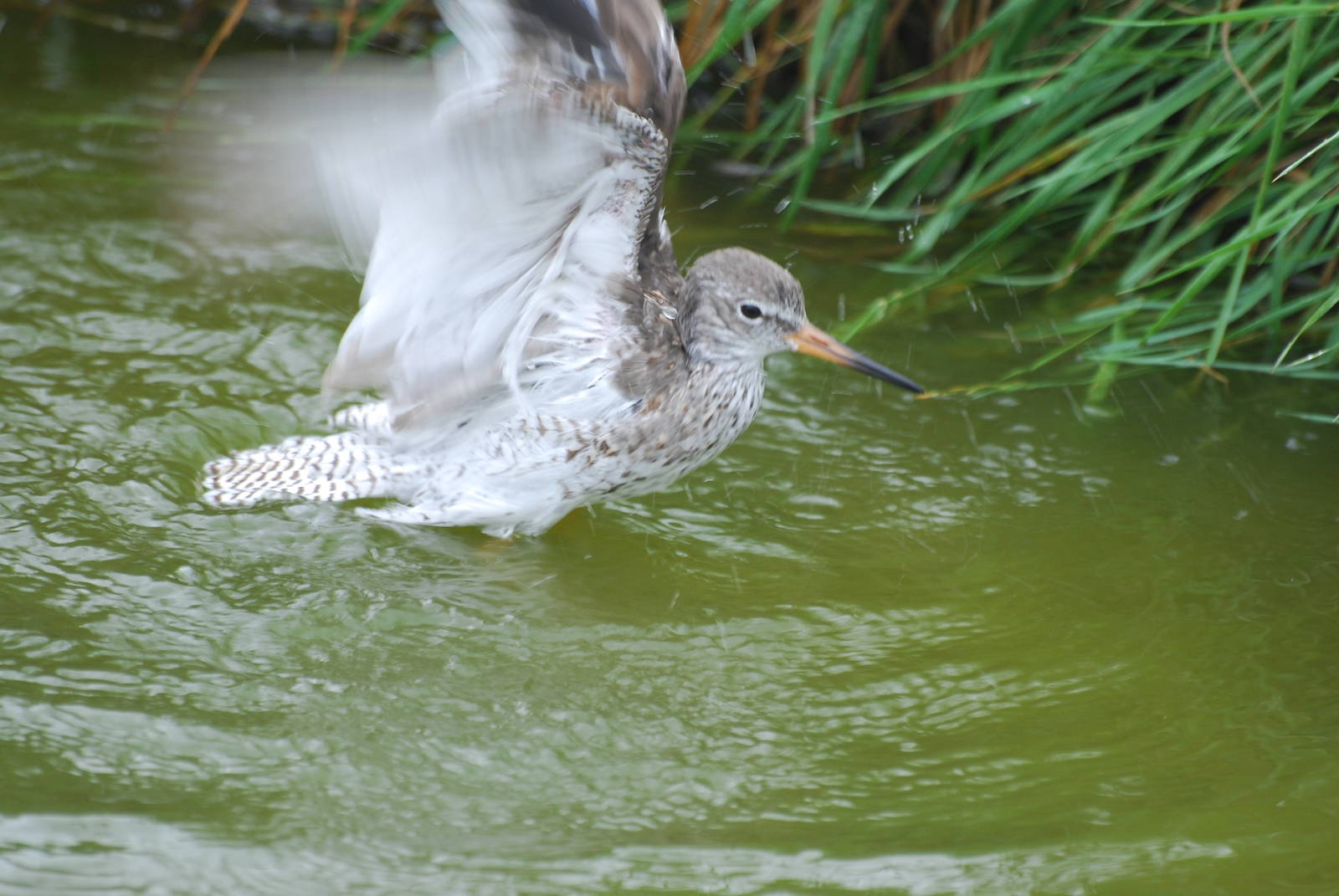 Common redshank