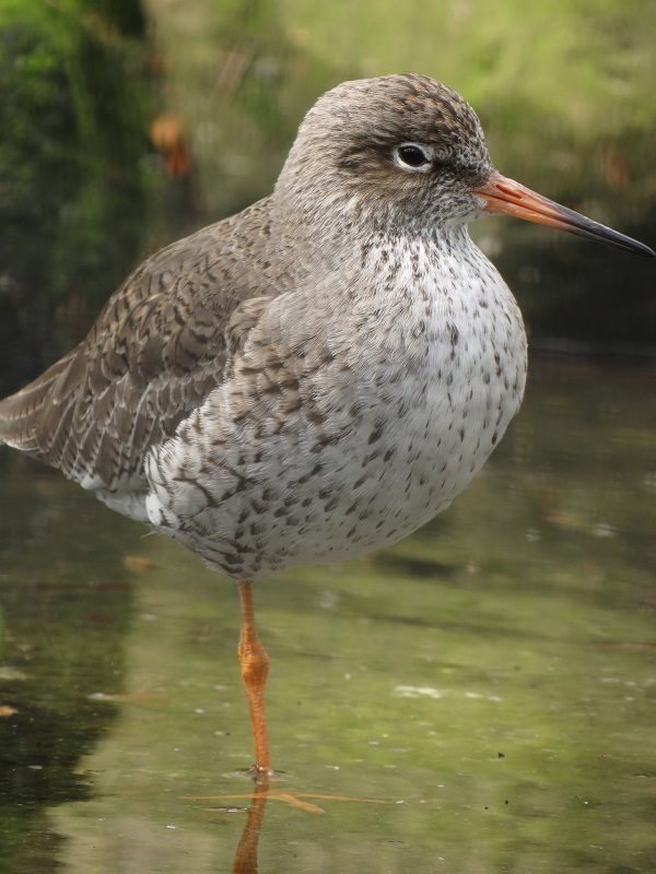 Common Redshank