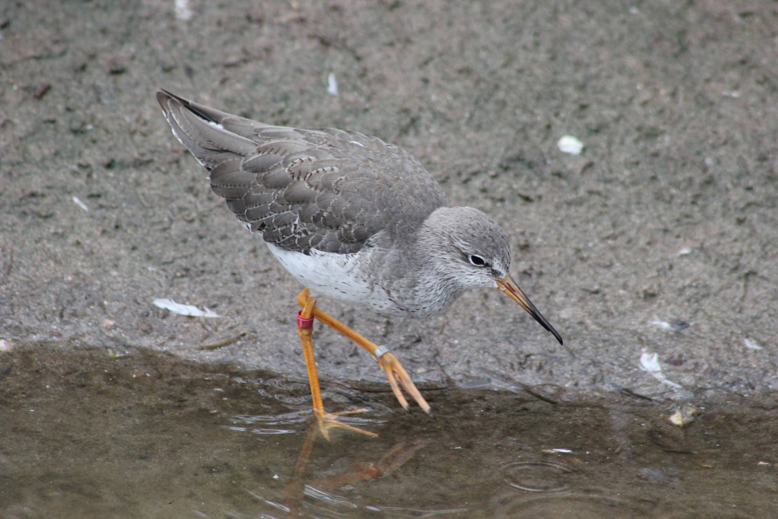 Common redshank