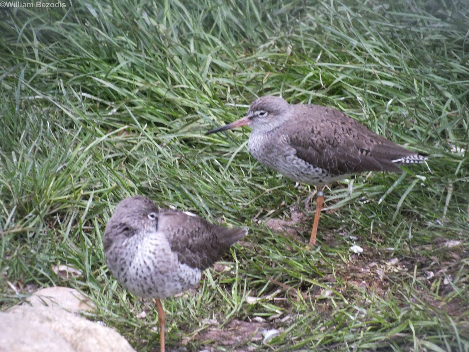 Common Redshank
