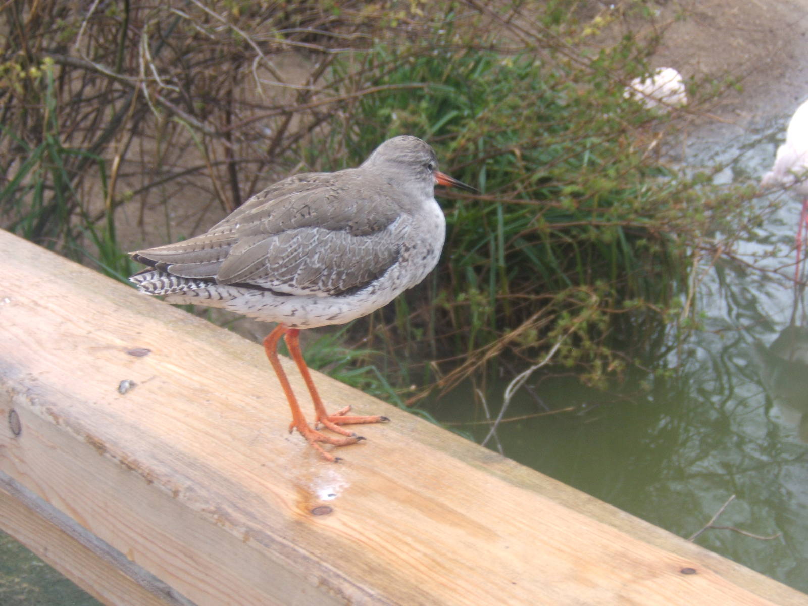 Common Redshank