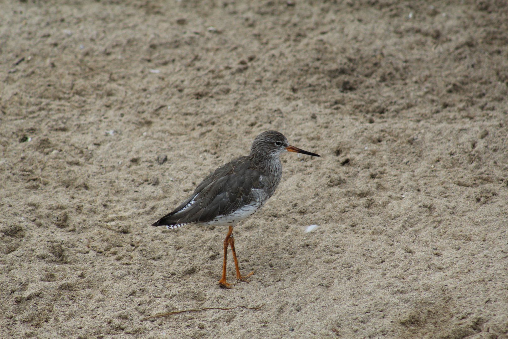 Common Redshank