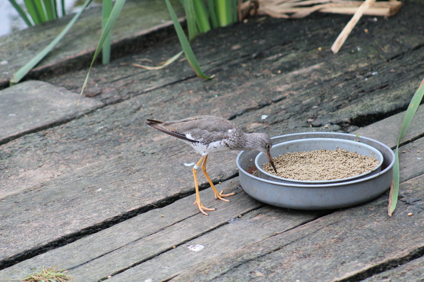 Common Redshank