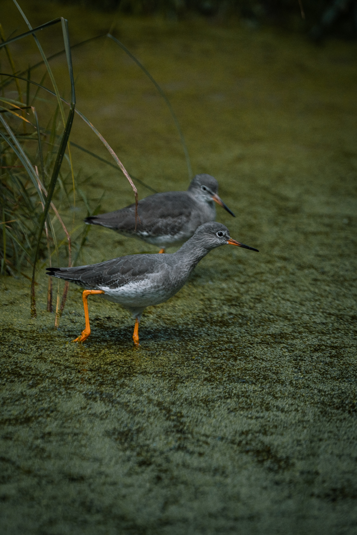 Common Redshank