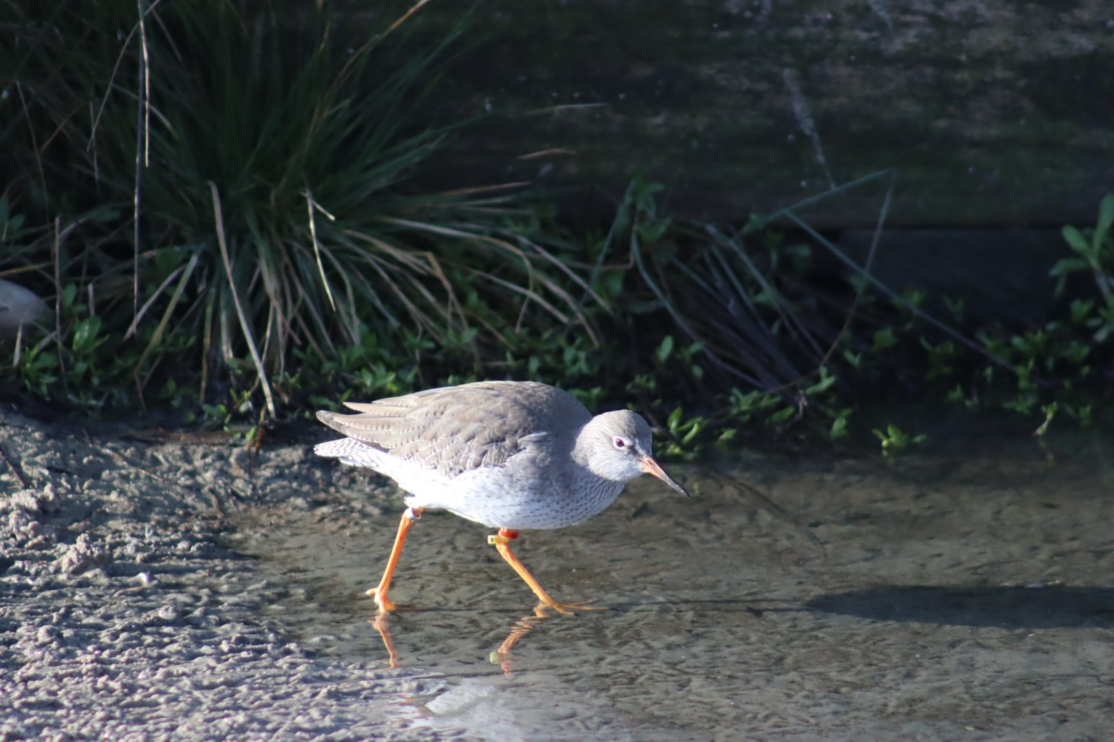Common Redshank