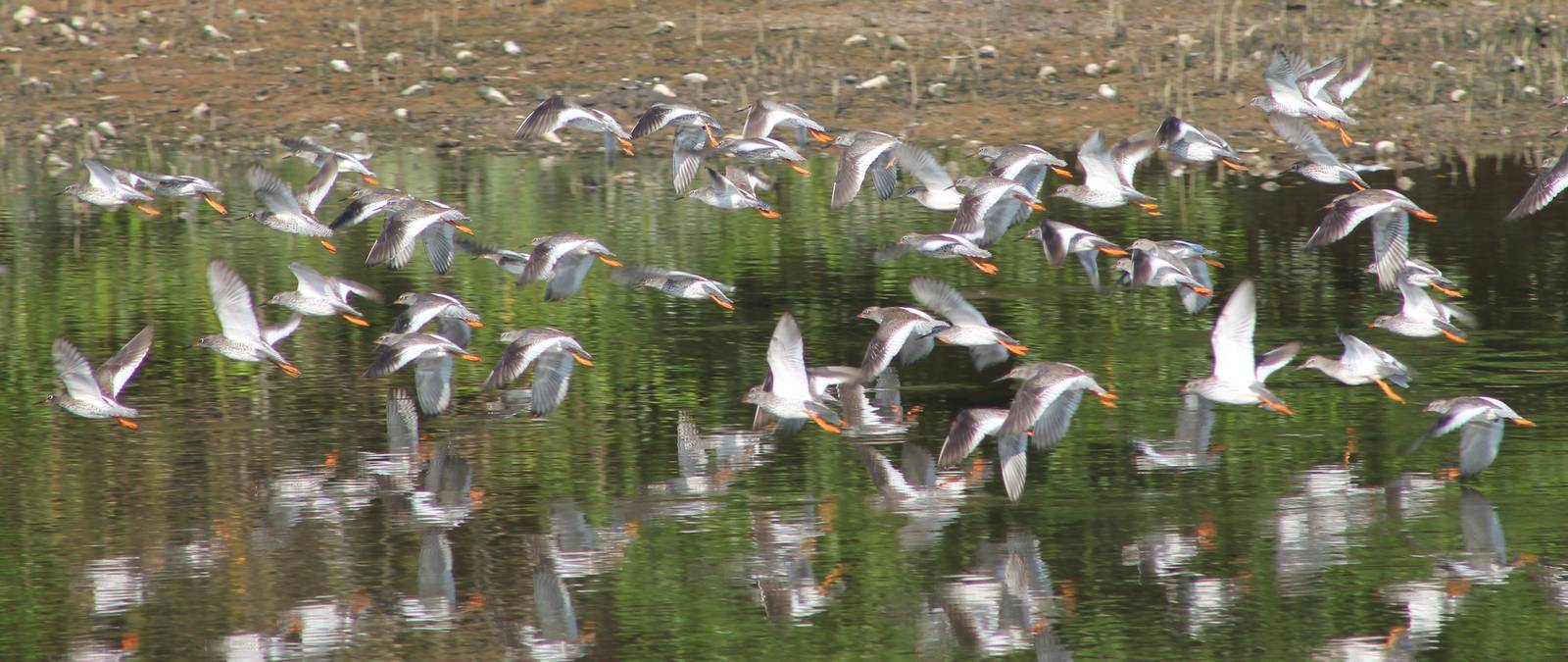 common redshanks (Tringa totanus)