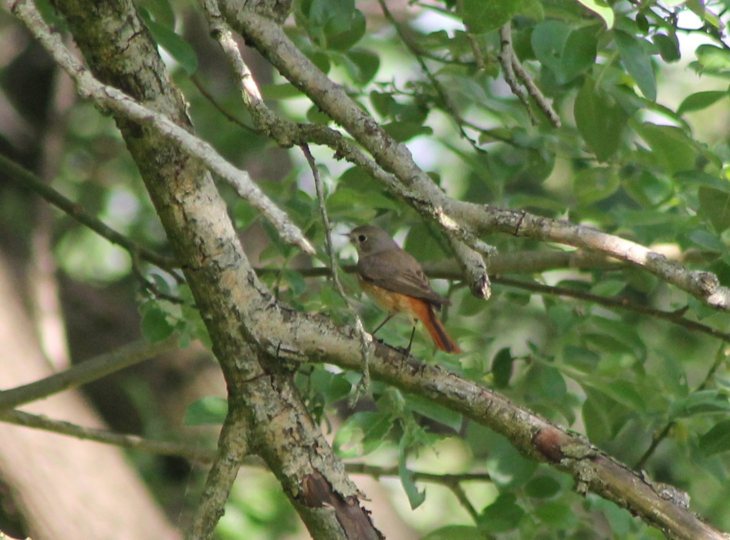 Common redstart - female