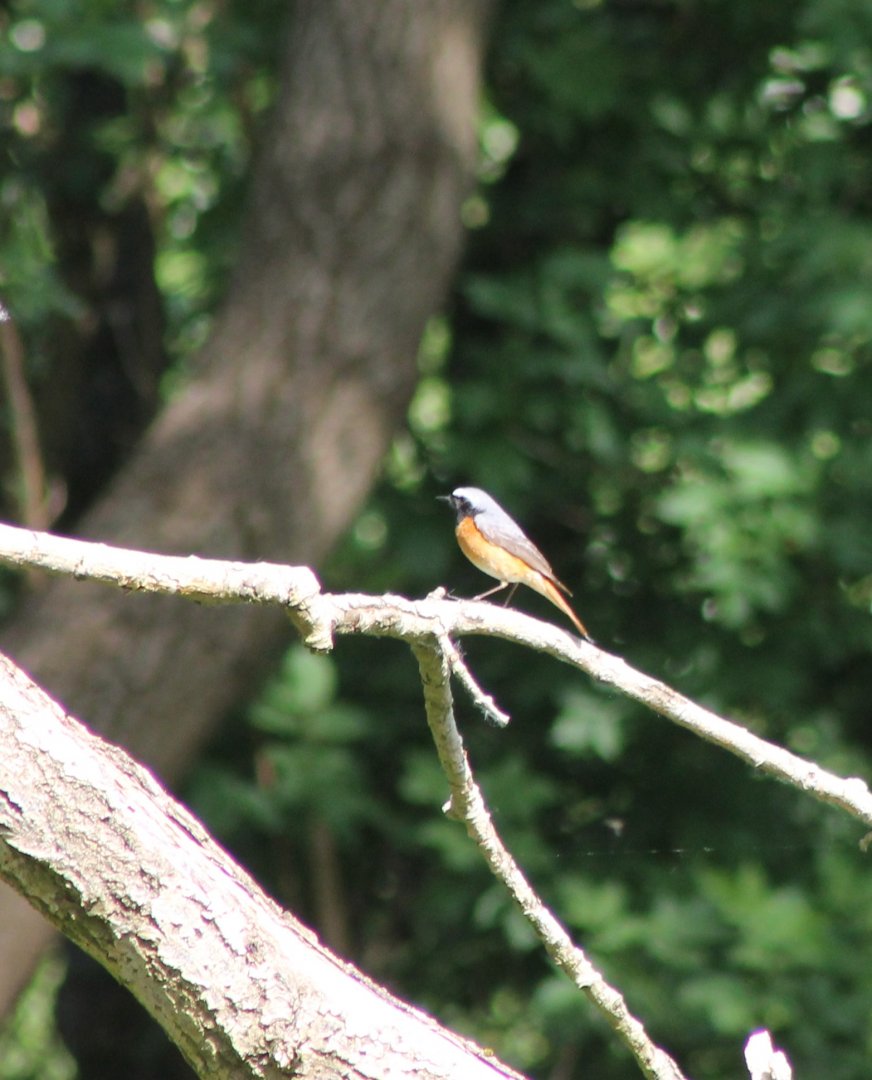 Common redstart - male