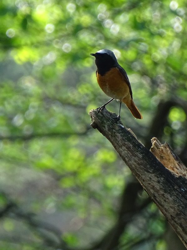 Common redstart male