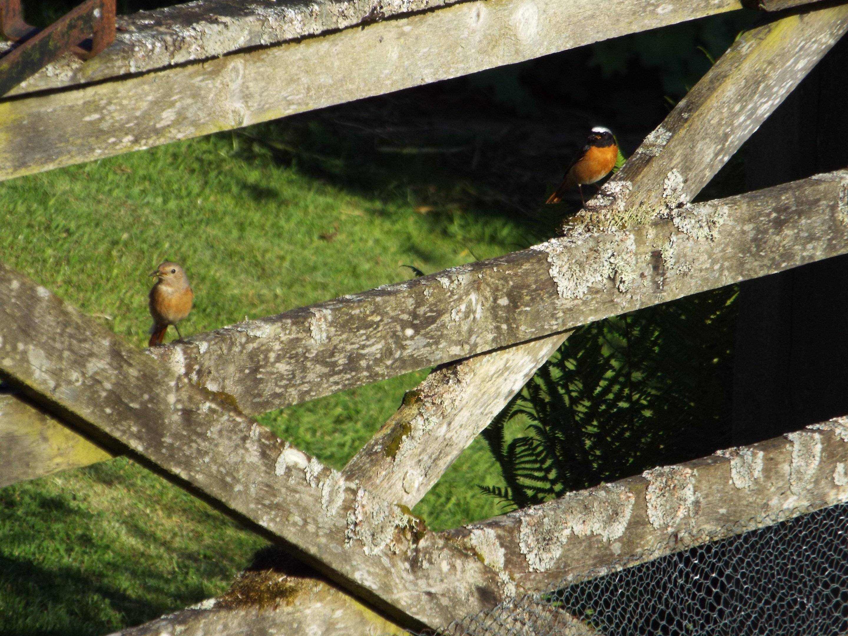 Common Redstart (Phoenicurus phoenicurus) on the Pennine Way - June 2017
