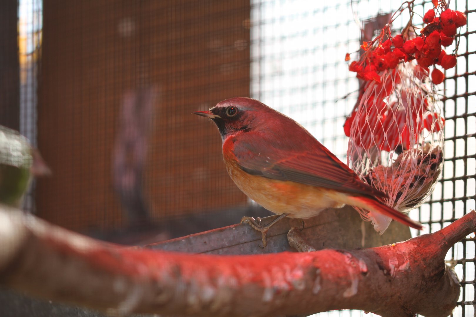 Common redstart (Phoenicurus phoenicurus)