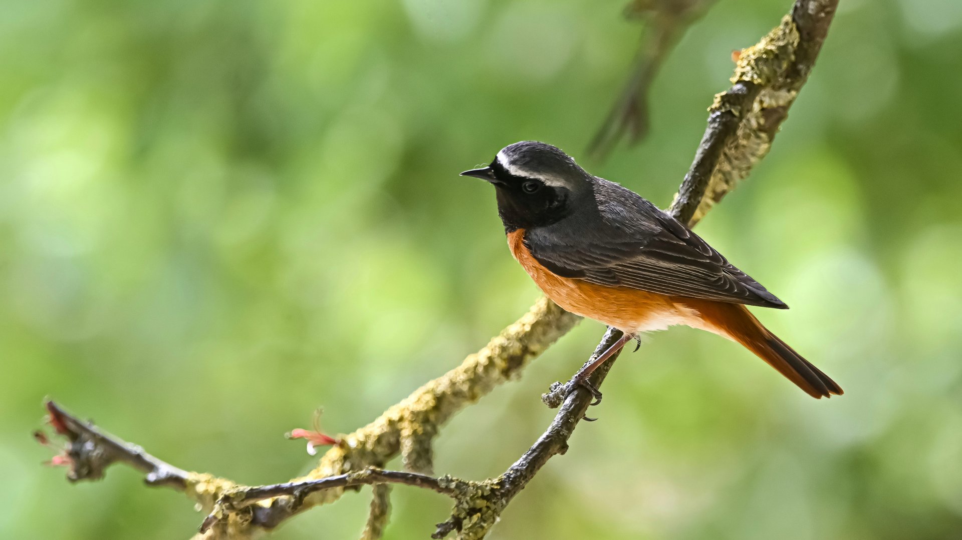 Common redstart (wild)