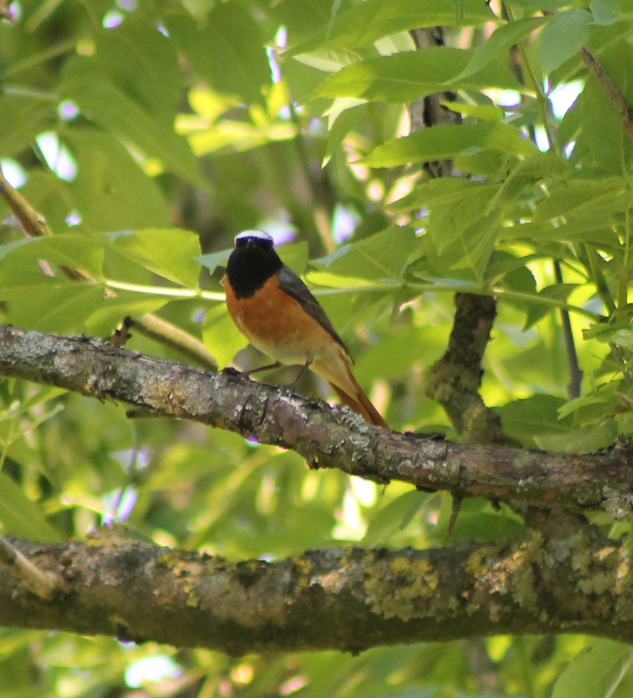 Common redstart