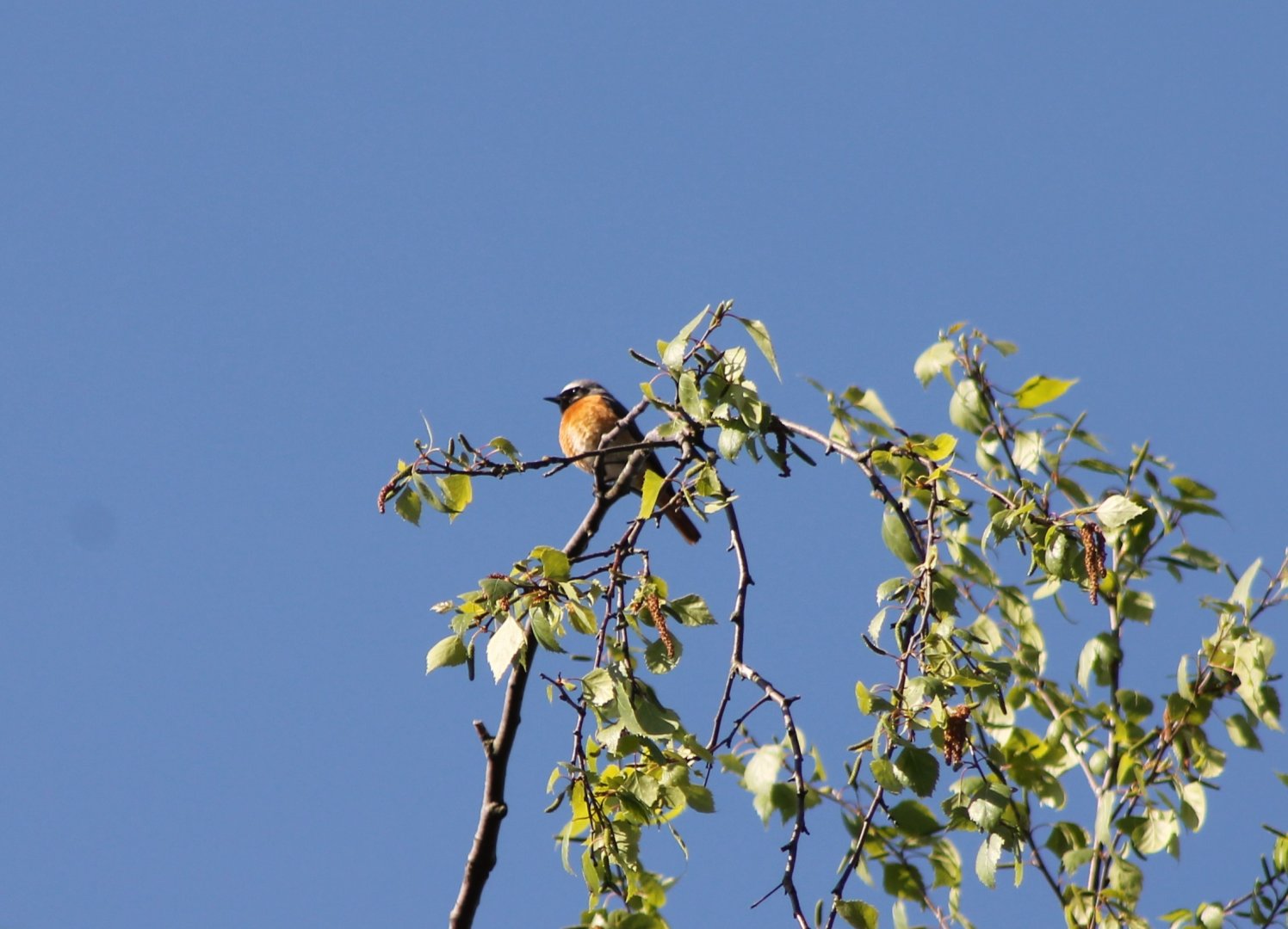 Common redstart