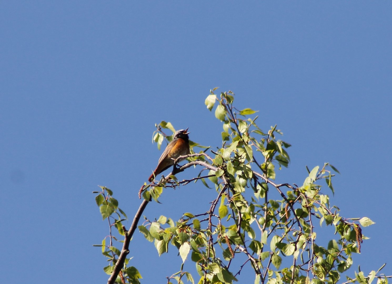 Common redstart