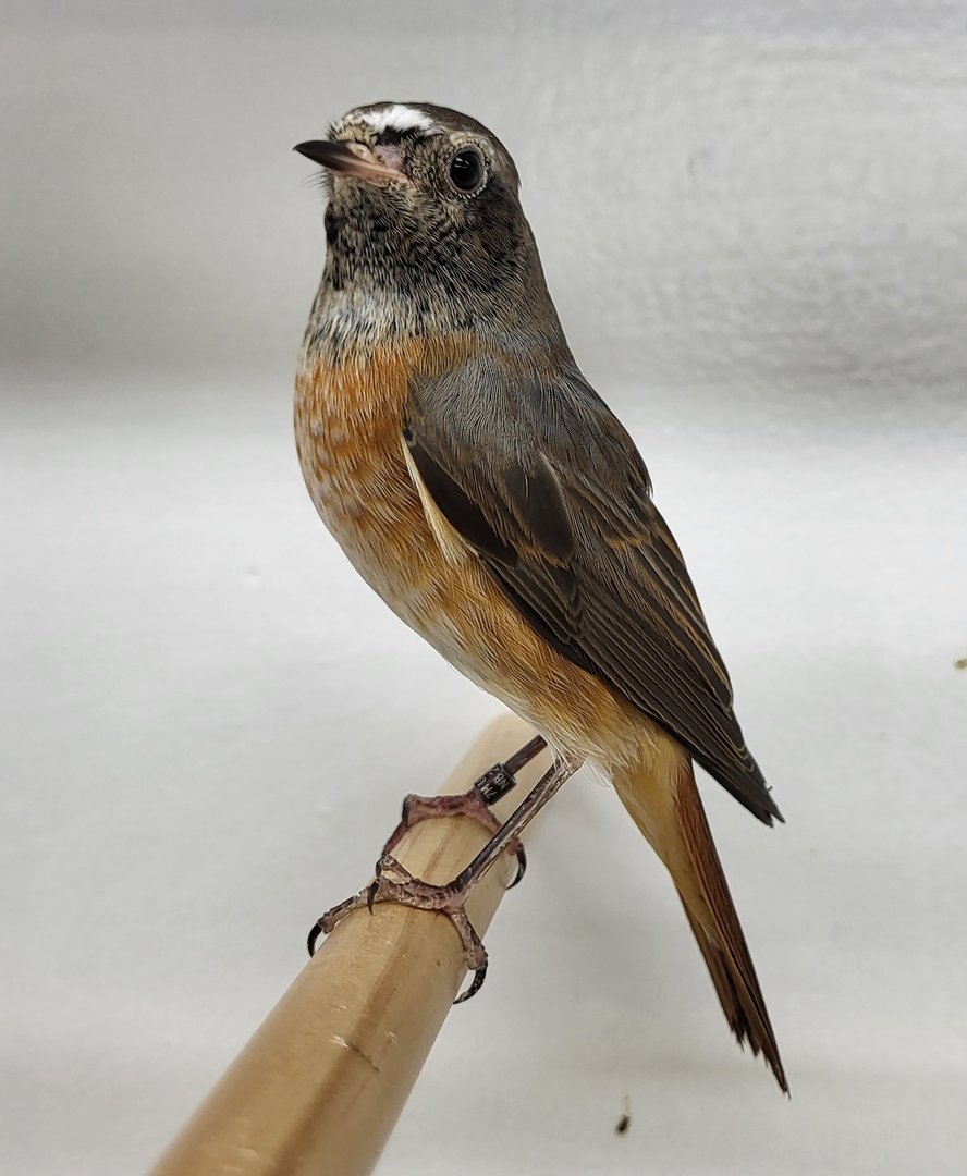 Common redstart