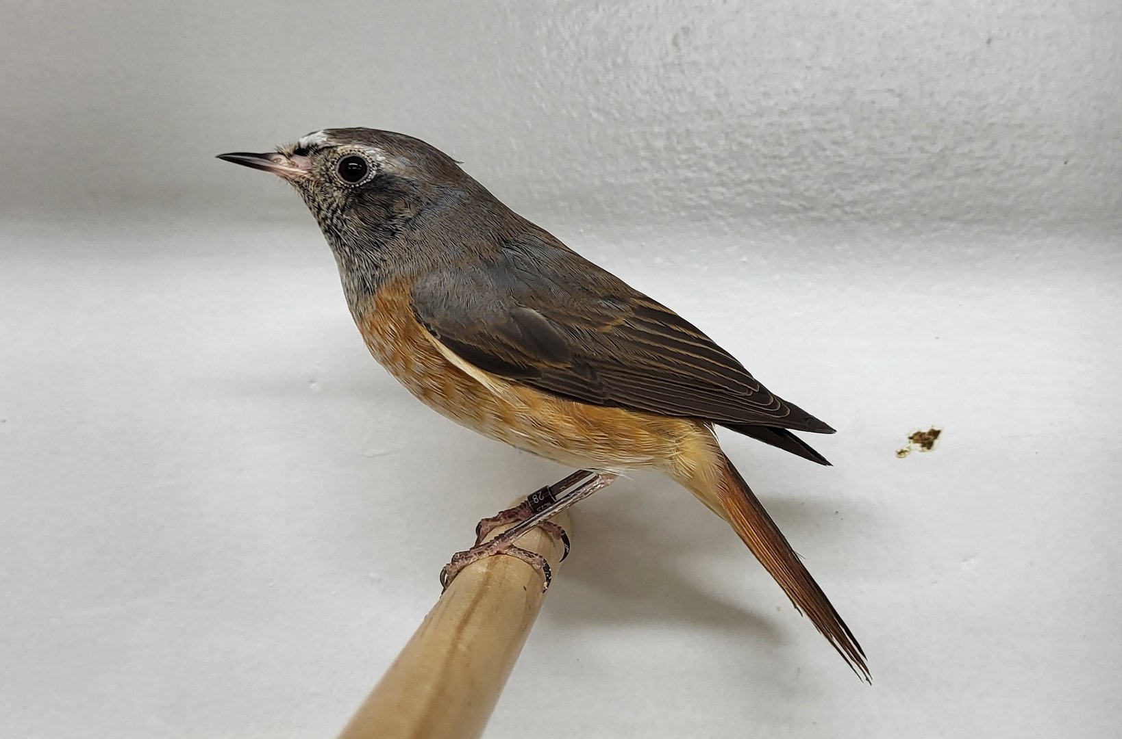 Common redstart