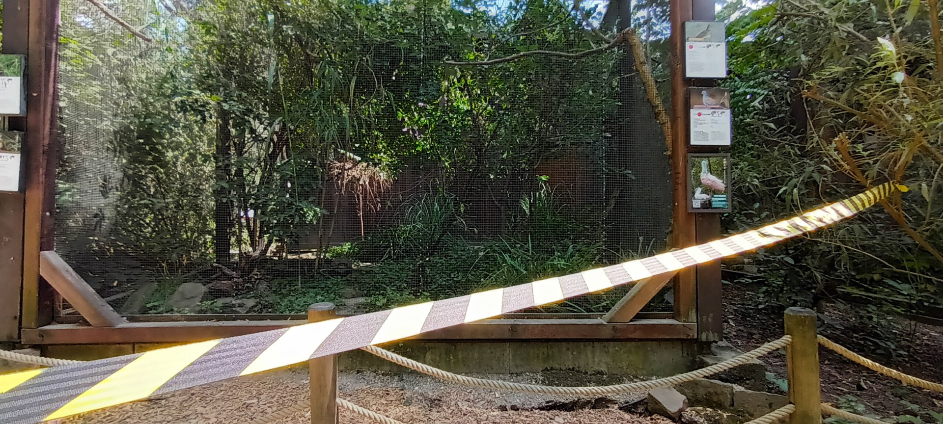 Common reed Bunting, Crested Lark, White spotted Bluethroat and European turtle Dove Aviary