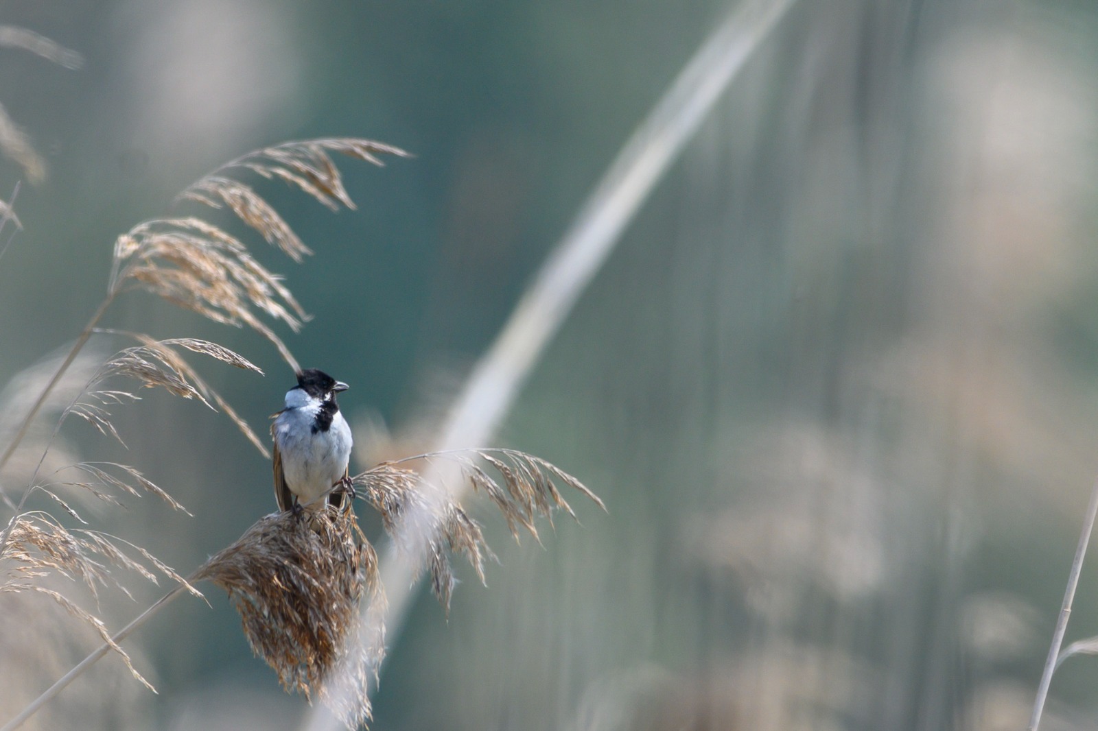 Common reed bunting