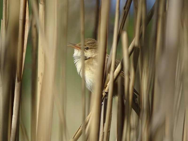 Common reed-warbler