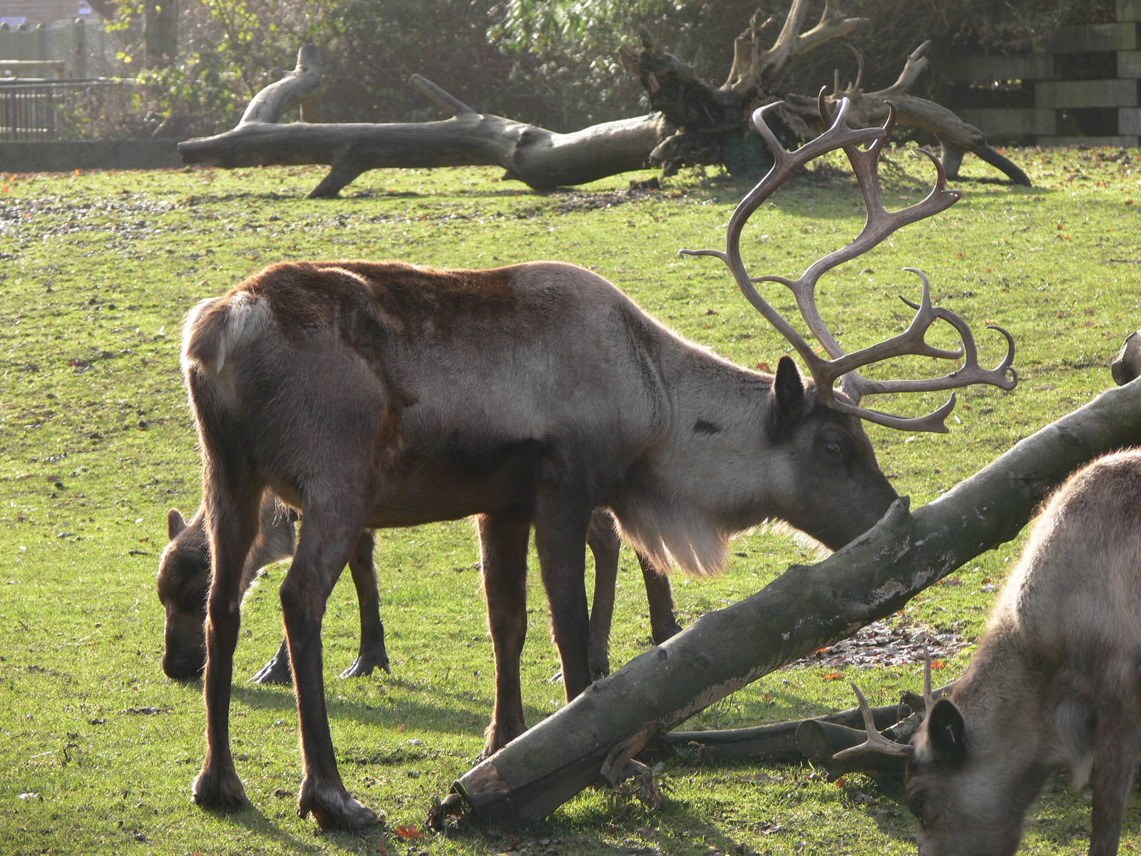 Common Reindeer at Blackpool Zoo, 09/12/12