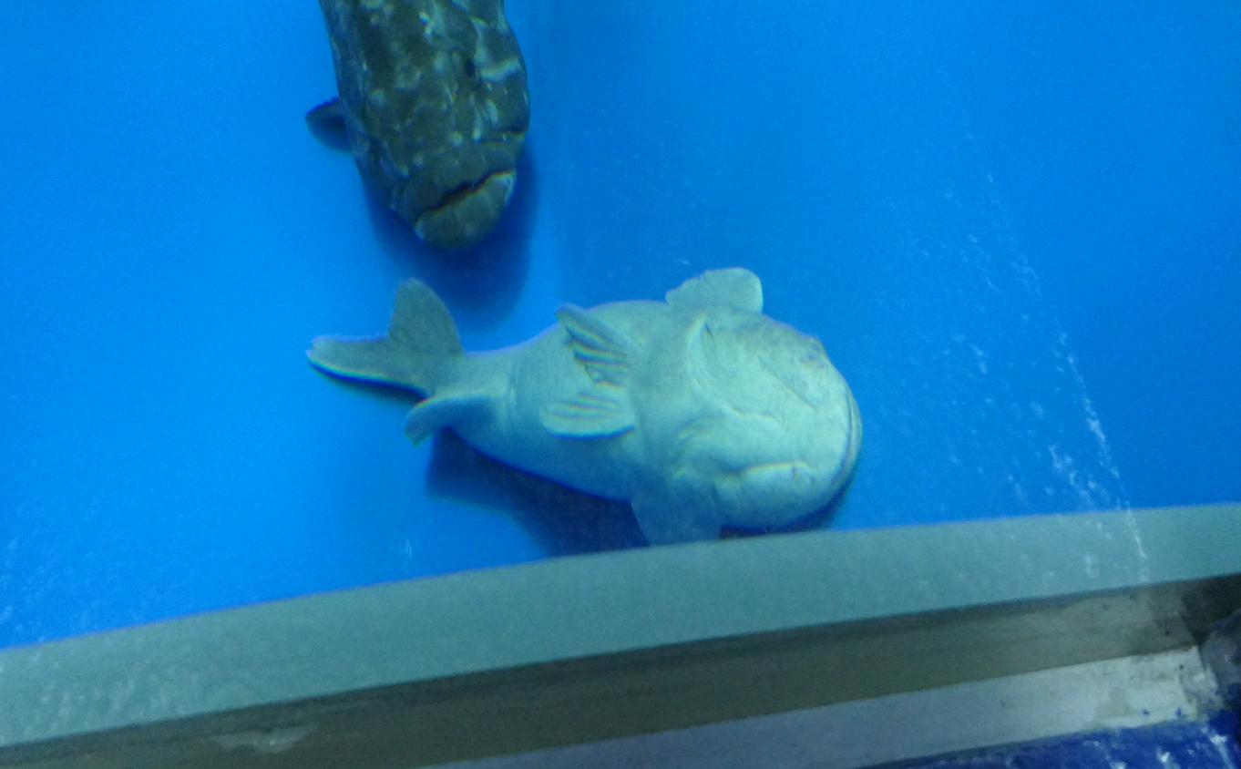 Common Remora (Remora remora) - Uozu Aquarium