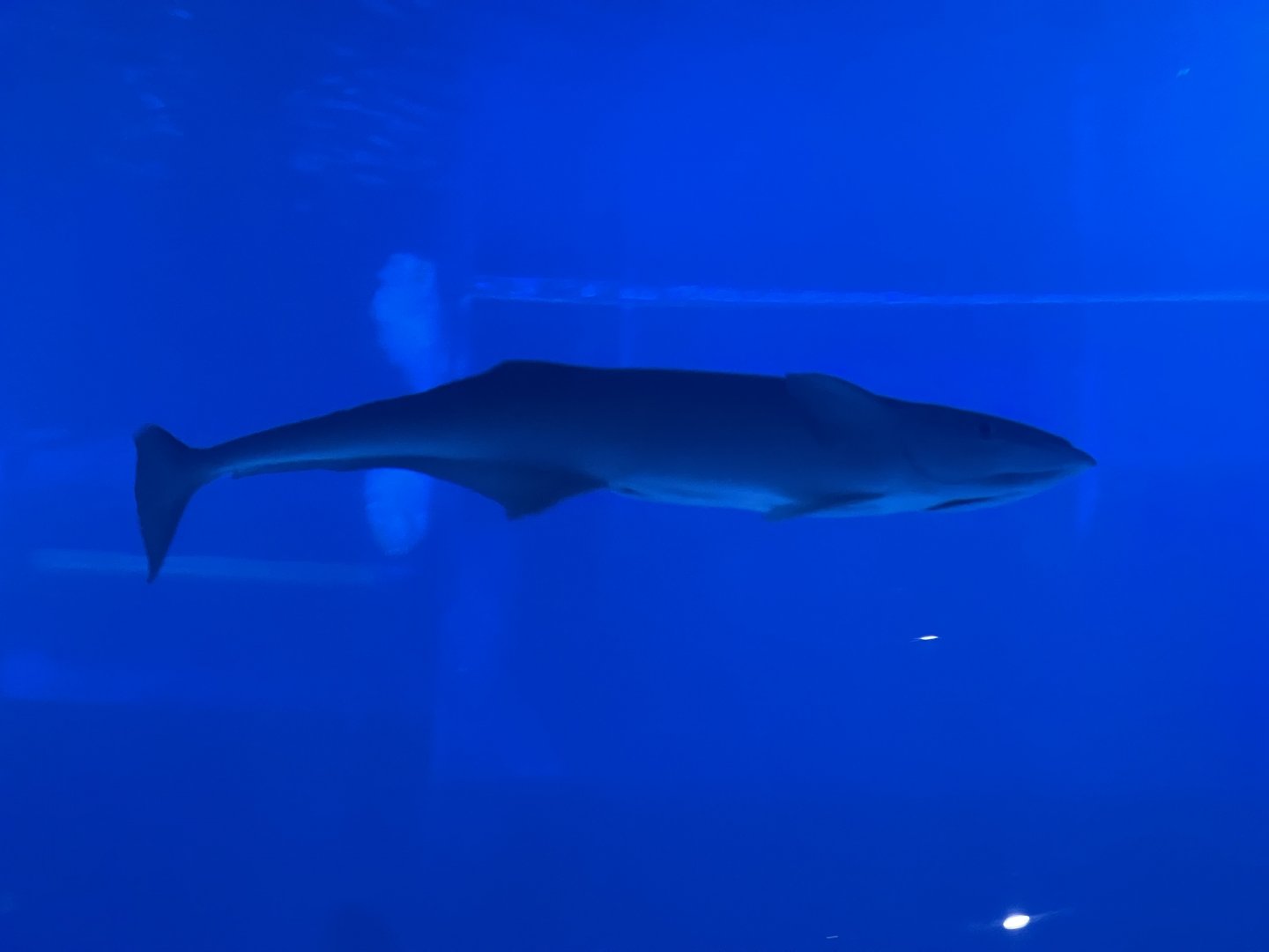 common remora (remora remora)