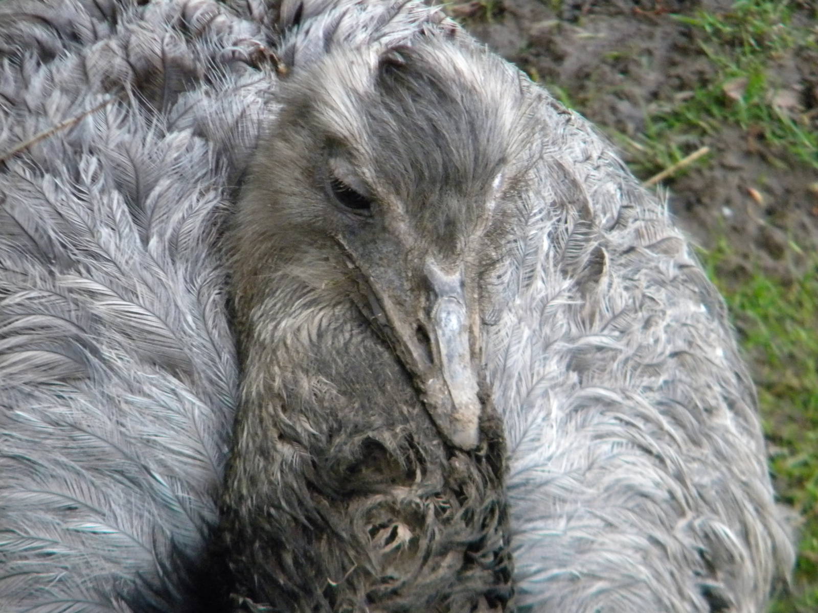 Common Rhea at Chester Zoo 19th February 2011