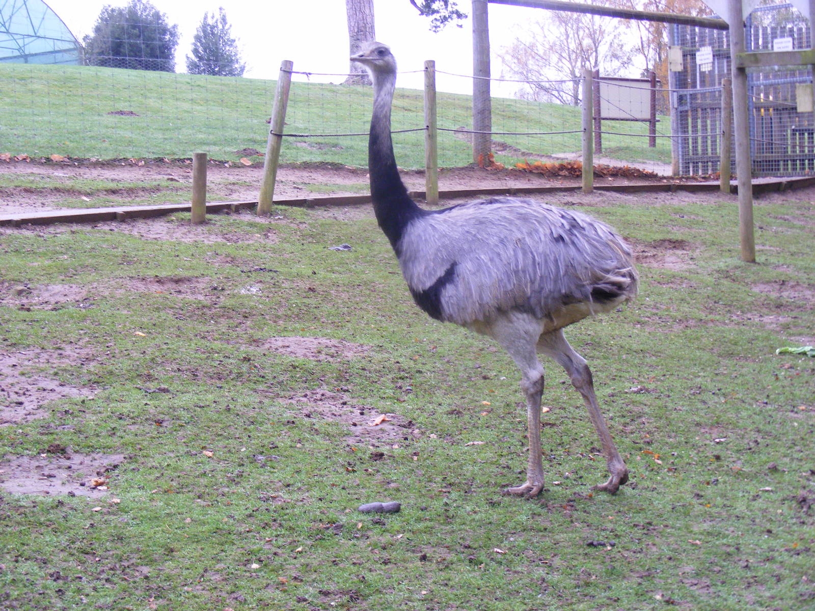 Common rhea at Woburn Safari Park, 14 November 2010