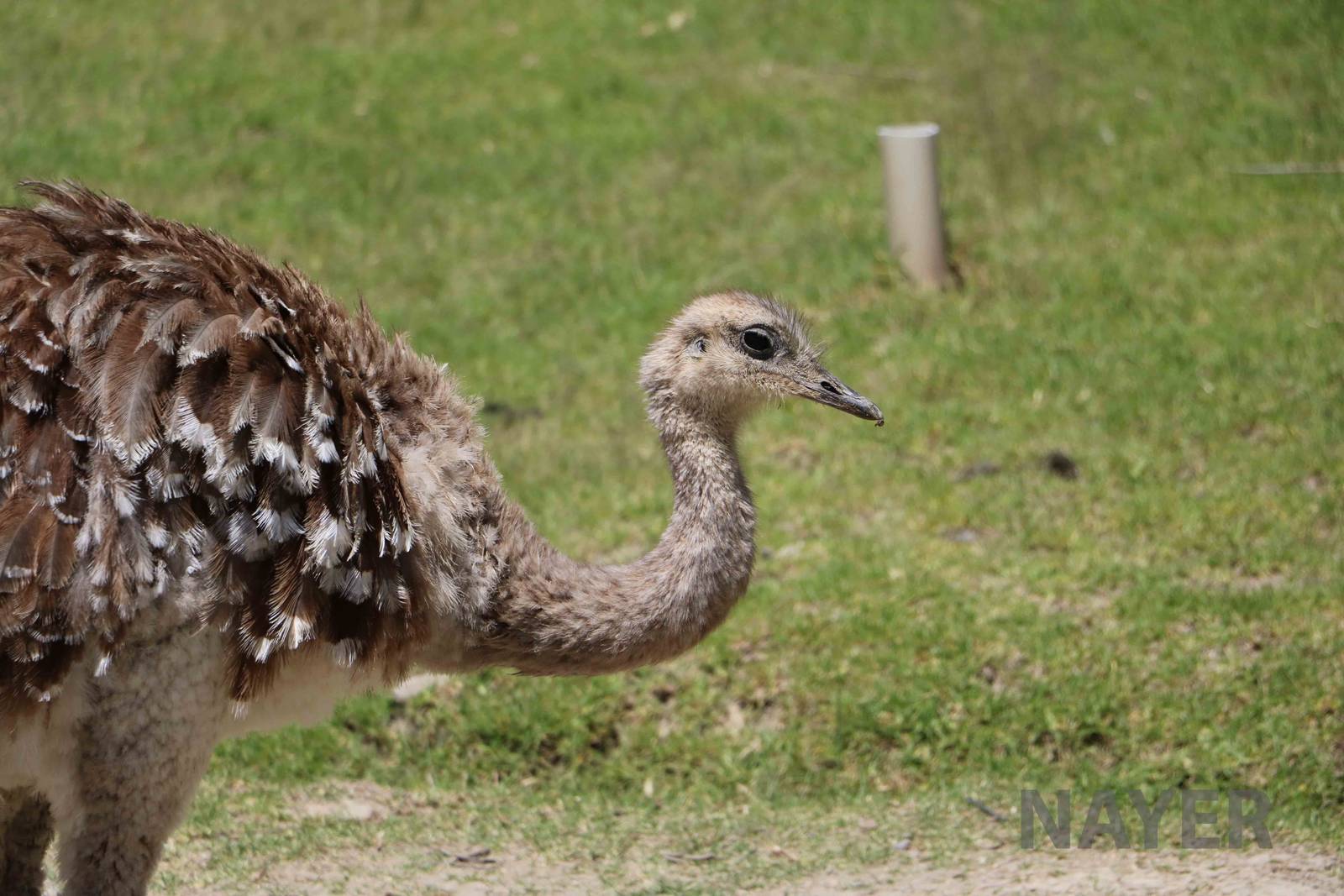 Common rhea, March 2016