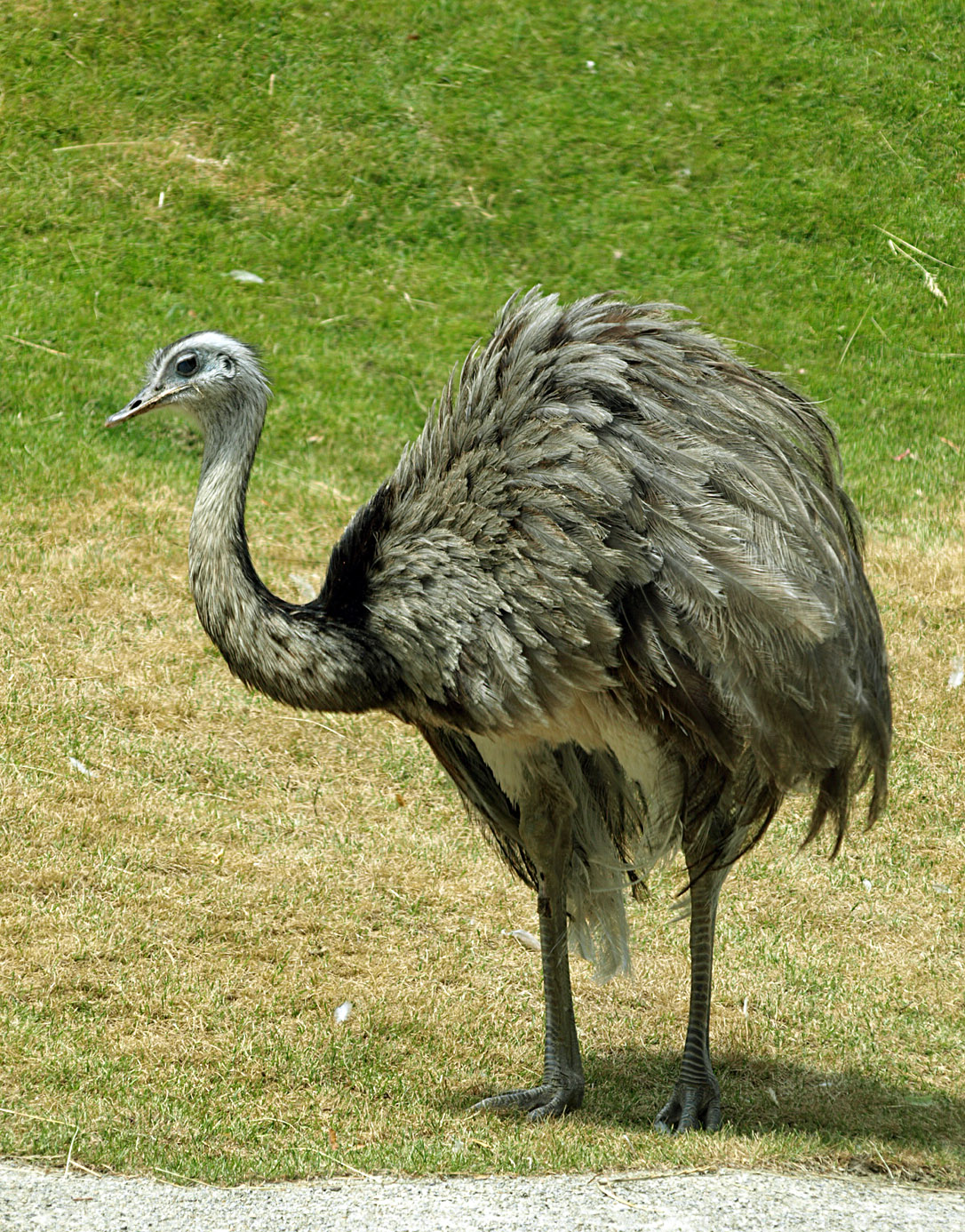 Common Rhea (South America Park)