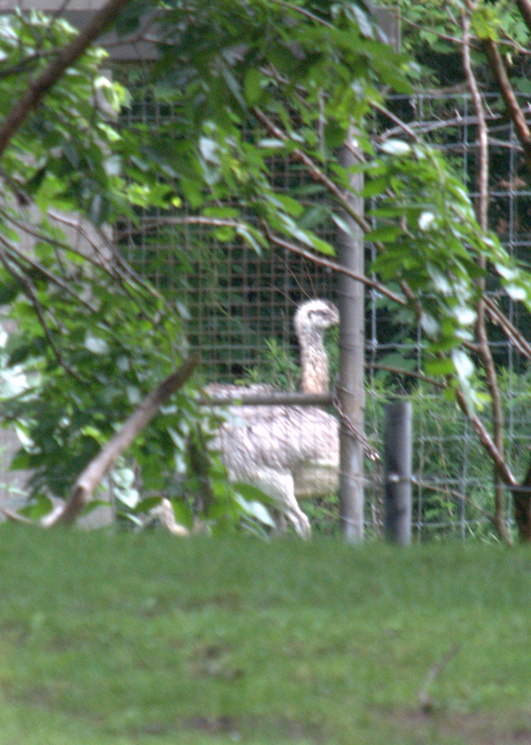 Common Rhea