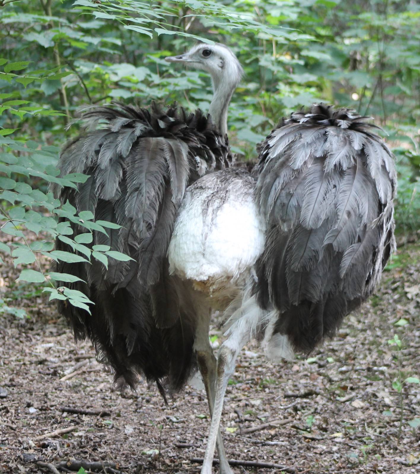 Common rhea