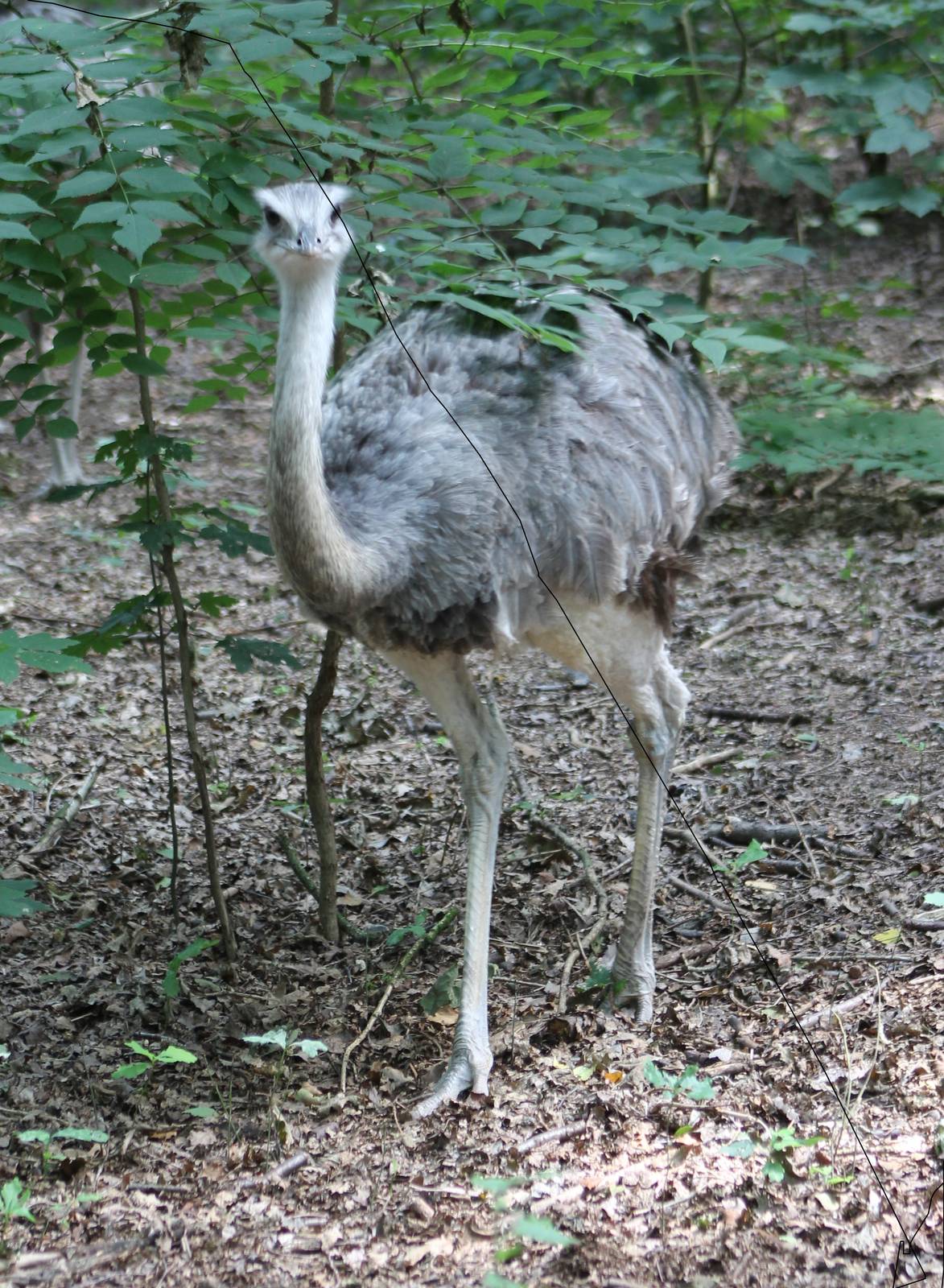 Common rhea