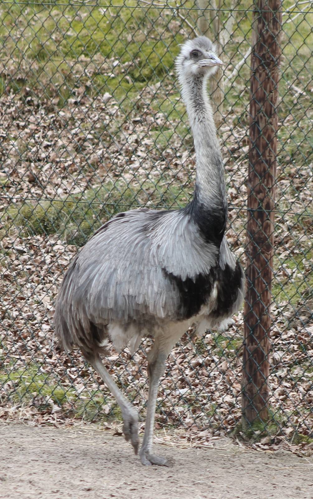 Common rhea