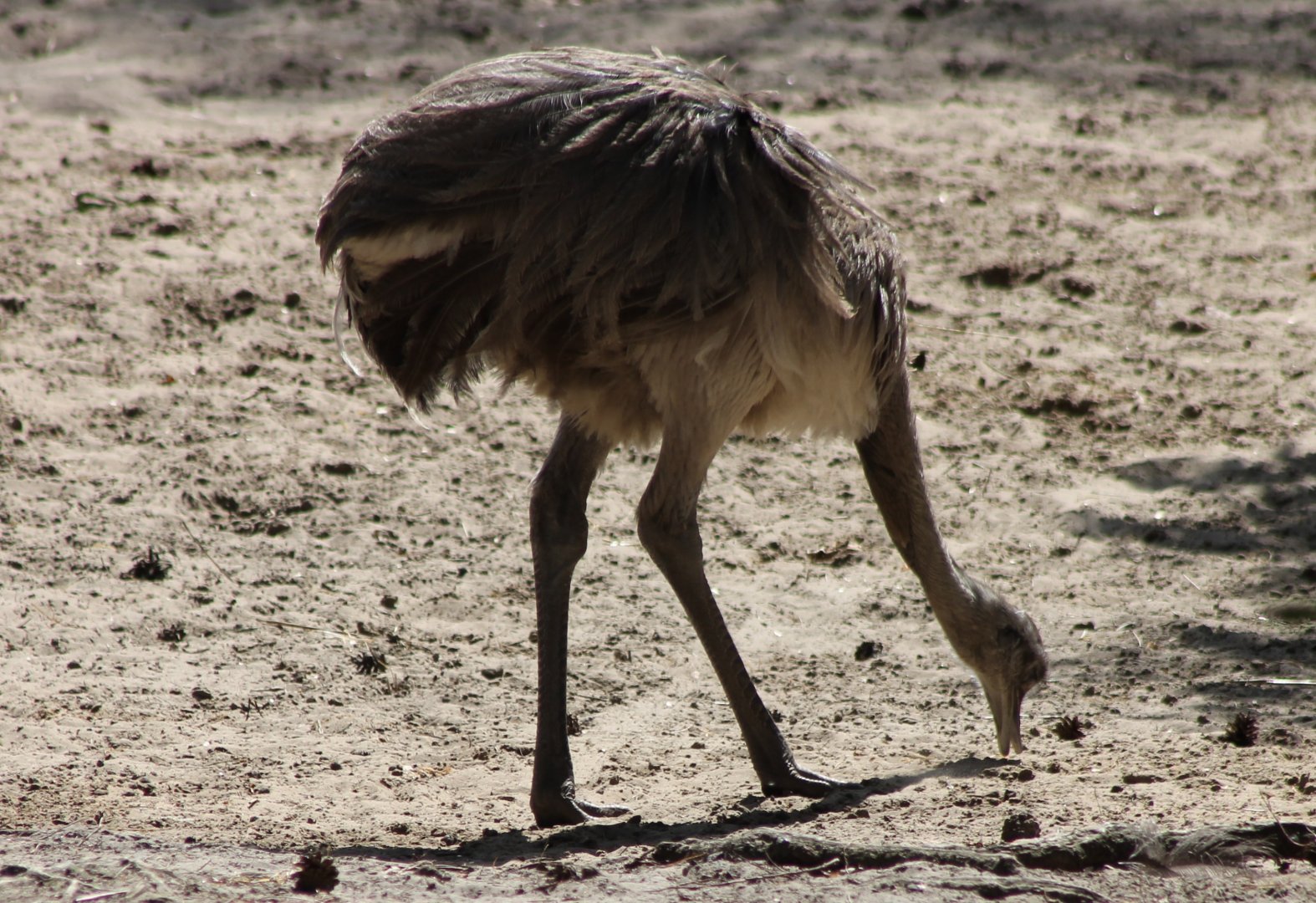 Common rhea