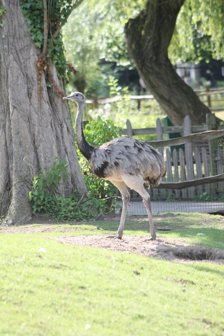 Common rhea