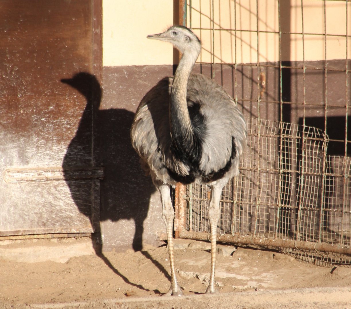 Common rhea