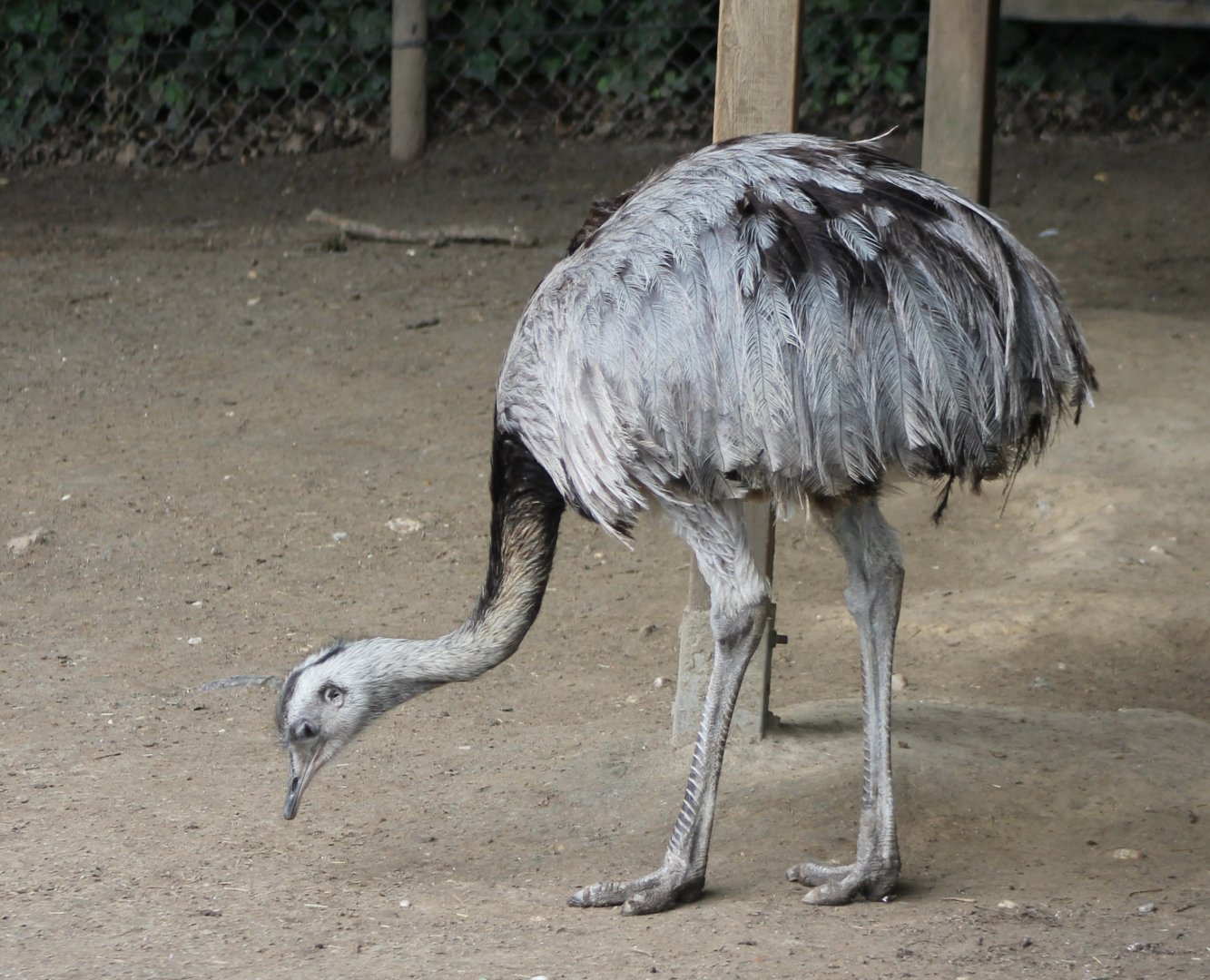 Common rhea