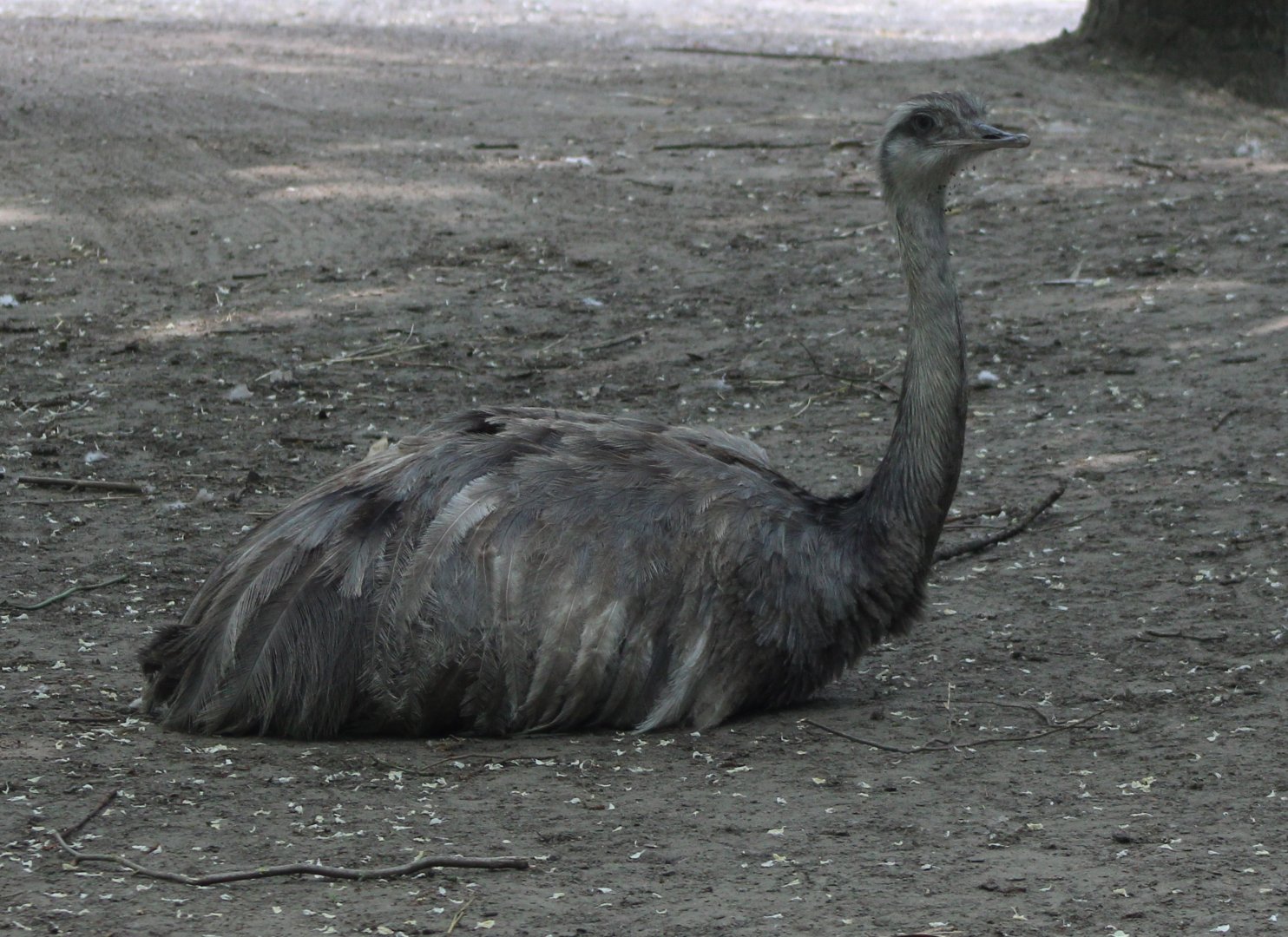 Common rhea