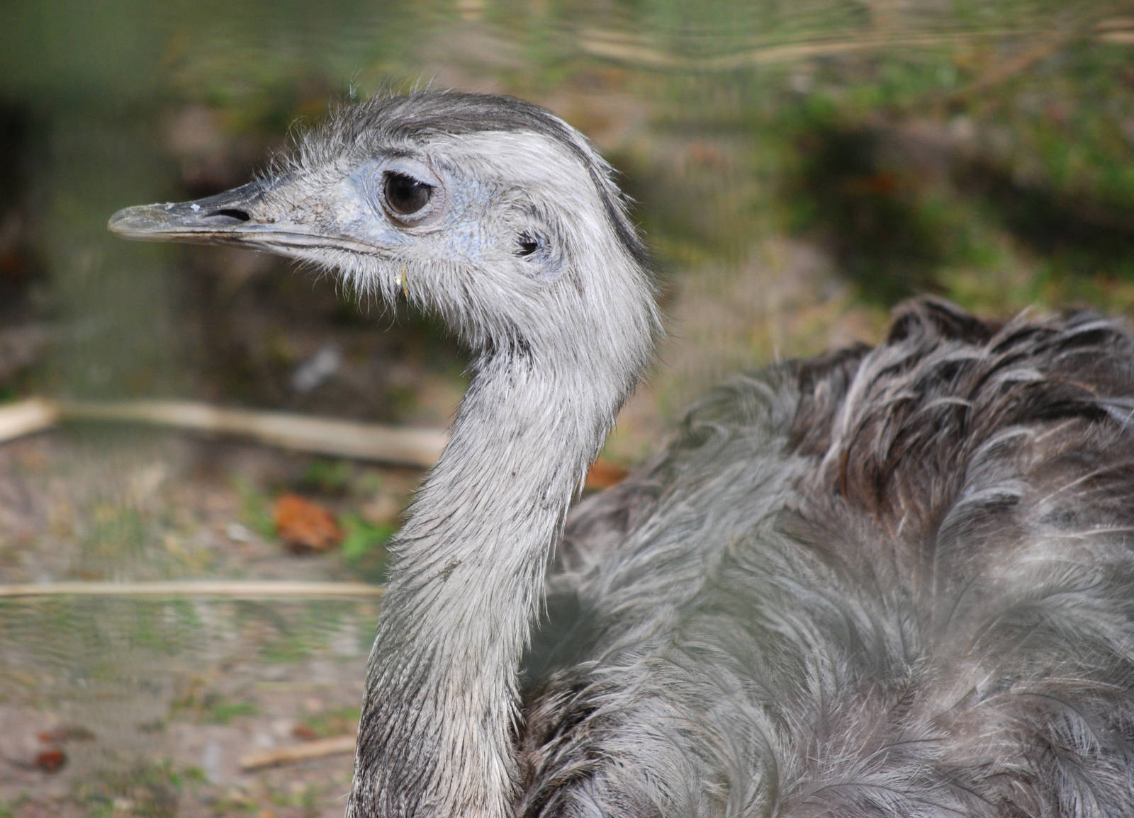 Common Rhea