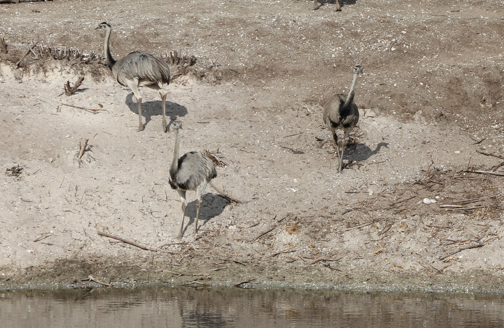 Common rheas