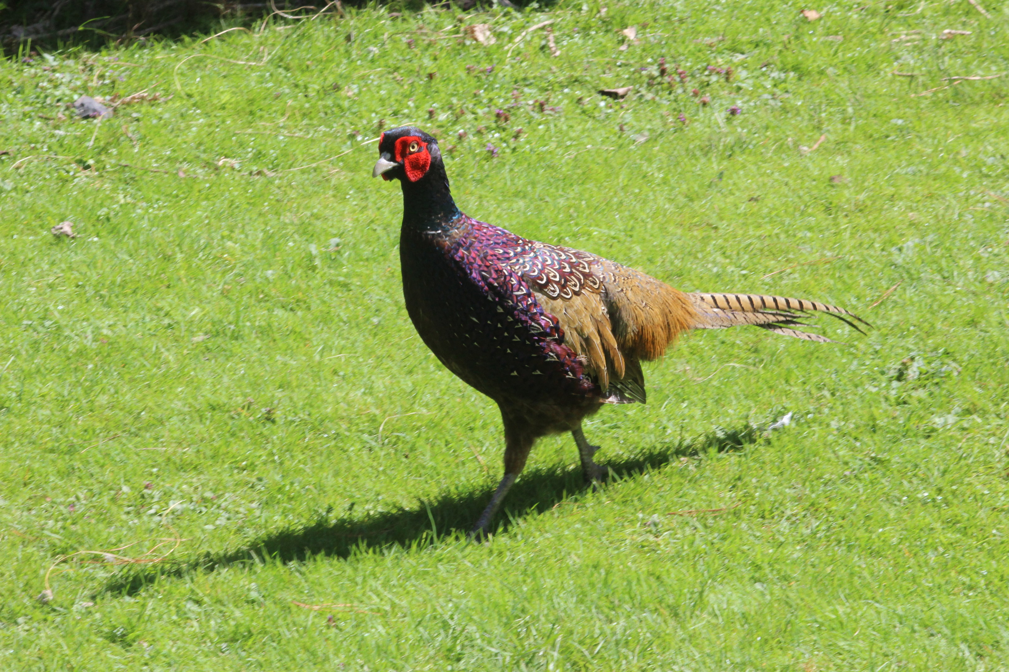 Common / Ring-necked Pheasant male